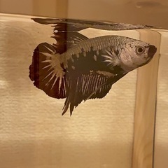 ベタ ・ブラックサムライ♂の画像