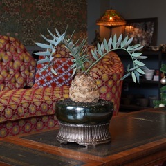 エンセファラルトスホリダスドワーフ塊根14センチ最終価格 超高級鉢の画像