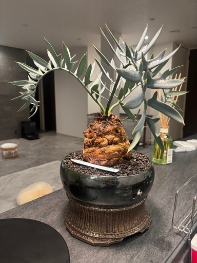 エンセファラルトスホリダスドワーフ塊根14センチ最終価格 超高級鉢