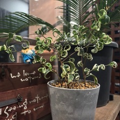 フィカス　ベンジャミン・シタシオンの画像