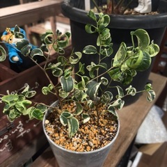 フィカス　ベンジャミン・シタシオンの画像