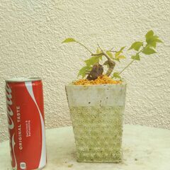 半懸崖ブーゲンビリアの画像