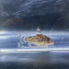 コリドラス　ゼブリーナ　CW111   F1の画像