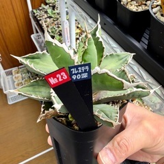 🌟No.23🌟中株（13㎝以上）子株付き【狼人】の画像