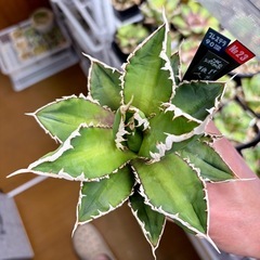 🌟No.23🌟中株（13㎝以上）子株付き【狼人】の画像