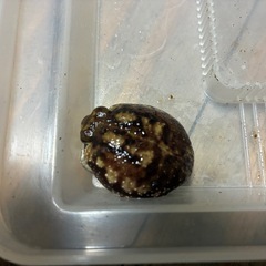 アメフクラガエル　2匹の画像