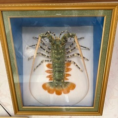 伊勢海老の剥製　額縁　　の画像