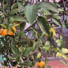 夏みかんの枝　太陽の光をたっぷり浴びて育った夏みかんの枝の画像