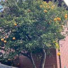 夏みかんの枝　太陽の光をたっぷり浴びて育った夏みかんの枝の画像