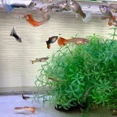お取引完了
◎🌴5匹50円〜🐟🐠ミックスグッピー外国産　の画像