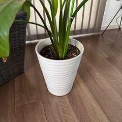 ☆観葉植物　鉢カバー付き☆の画像