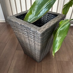 ☆観葉植物　鉢カバー付き☆の画像