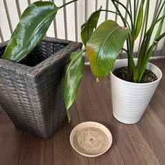 ☆観葉植物　鉢カバー付き☆の画像