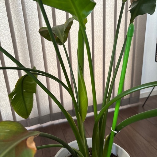 ☆観葉植物　鉢カバー付き☆