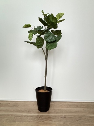 【美品】フェイクグリーン人工観葉植物 フィカス・ウンベラータ（高さ1.5m）モデルハウス展示品