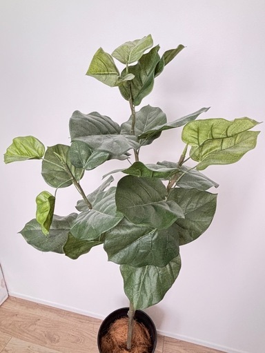 【美品】フェイクグリーン人工観葉植物 フィカス・ウンベラータ（高さ1.5m）モデルハウス展示品