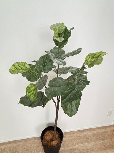 【美品】フェイクグリーン人工観葉植物 フィカス・ウンベラータ（高さ1.5m）モデルハウス展示品