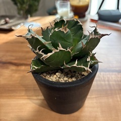 アガベ白鯨③の画像