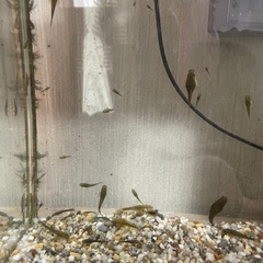 熱帯魚　オトシンクルスネグロの画像