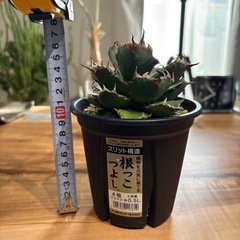 アガベNo.1①の画像