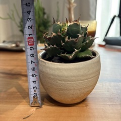 アガベNo.1②子株付きの画像