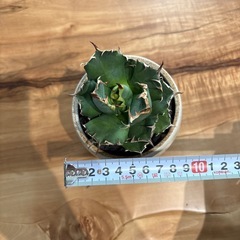 アガベNo.1②子株付きの画像