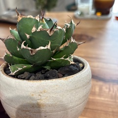 アガベNo.1②子株付きの画像