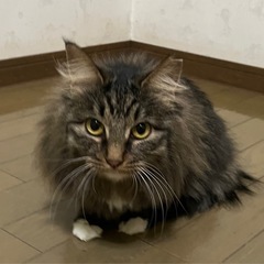 美猫の甘えん坊さんです❤️