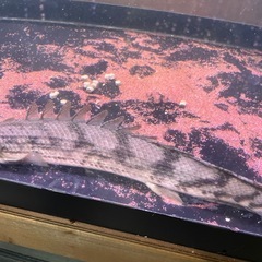 　ポリプテルス　タンガニーカ　コンギクスの画像