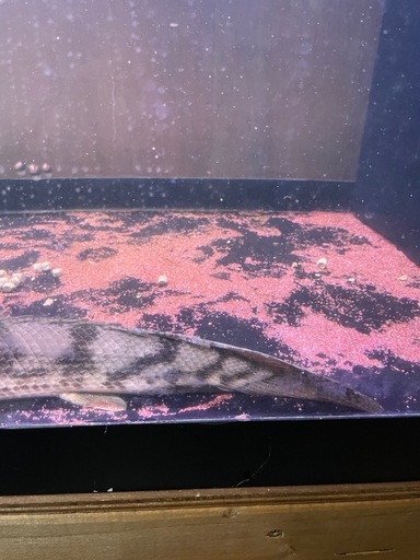　ポリプテルス　タンガニーカ　コンギクス 40アップ