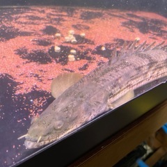 　ポリプテルス　タンガニーカ　コンギクスの画像