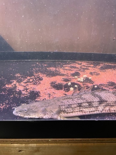 　ポリプテルス　タンガニーカ　コンギクス 40アップ