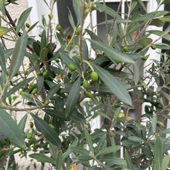 オリーブの木 の画像