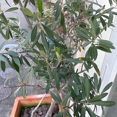 オリーブの木 の画像