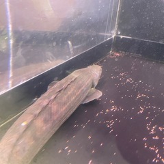 ポリプテルス　ビキールビキールの画像