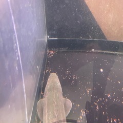 ポリプテルス　ビキールビキールの画像