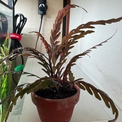 ハイグロピンナの画像