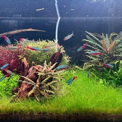 ハイグロピンナの画像