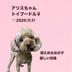 アリスちゃん☆里親募集中