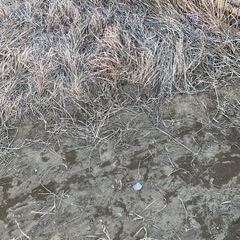 残土、庭、土、砂利差し上げます。の画像