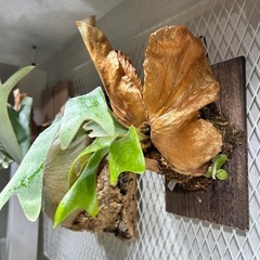 植物ビカクシダの画像