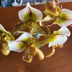 ランの花5本の画像