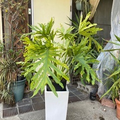 観葉植物　セローム　高さ９０センチの画像