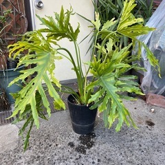 観葉植物　セローム　高さ９０センチの画像