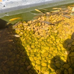 ０円あげます🐟ミックスメダカの画像