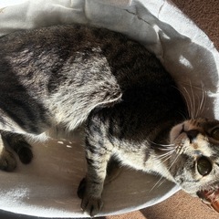 猫ベッドの画像