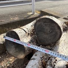 切株　木の枝の画像