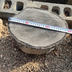 切株　木の枝の画像