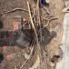 切株　木の枝の画像