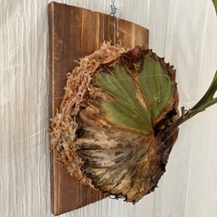 ビカクシダ（ridleyi Wild Central Borneo）の画像